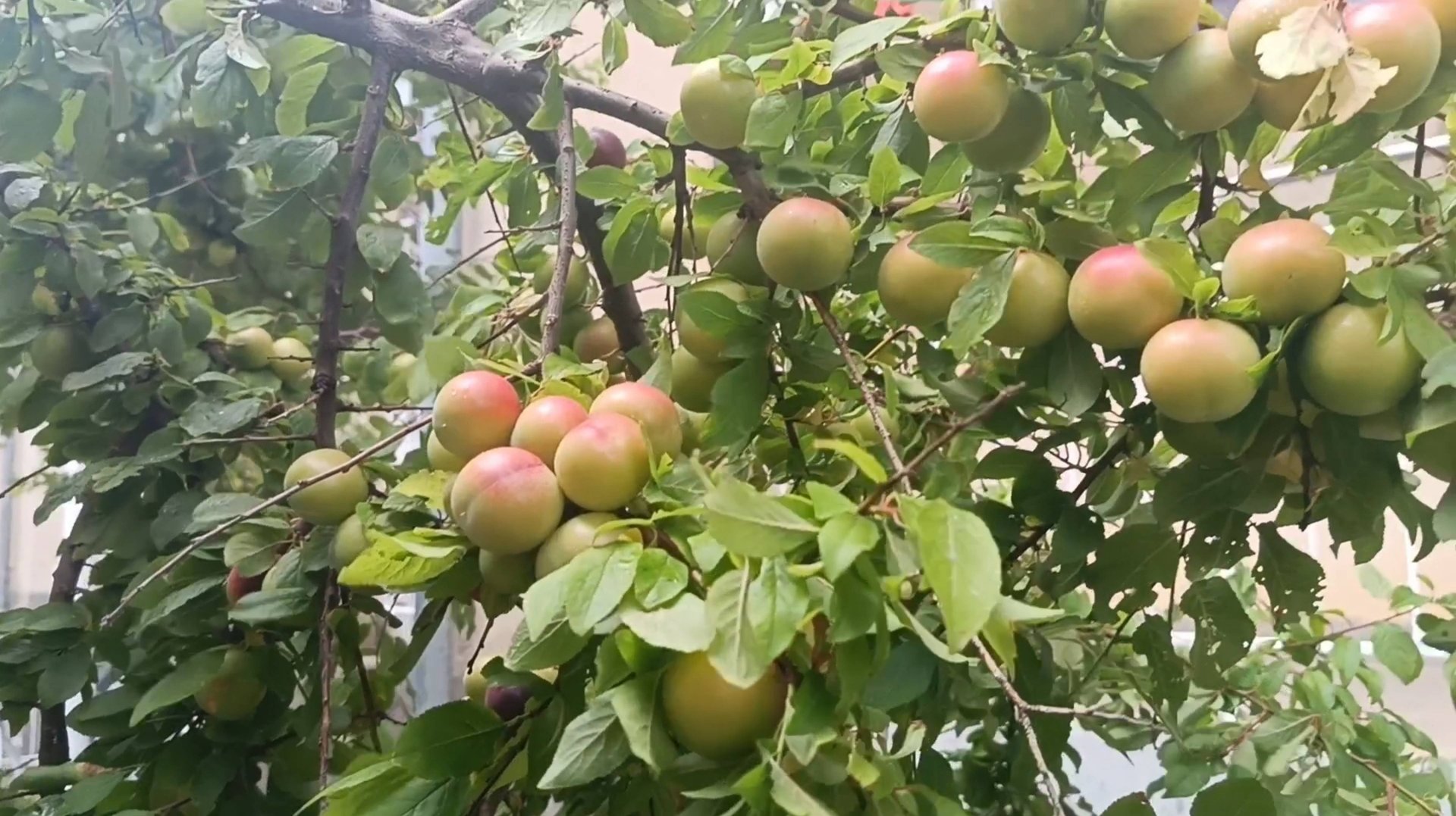 В КРЫМУ ЗРЕЕТ СЛИВА