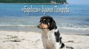 Приморье. "Барбосы" бухты Петрова.