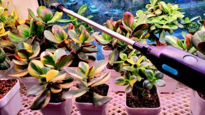 Полив насосом