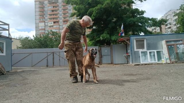 Бельгийская овчарка малинуа Альф трюк обратное вращение
