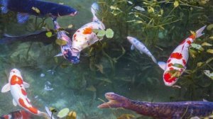 Пруд с карпами в Южном саду!