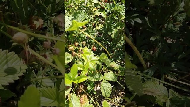 сбор лесной ягоды//