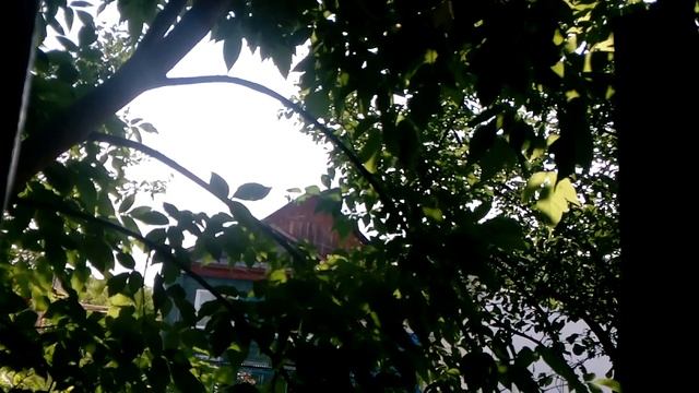 Наконец-то теплый день на даче... Кошки греются на окне смотреть онлайн