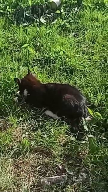 🐱 смотреть онлайн