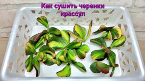 Сушка черенков крассул перед укоренением