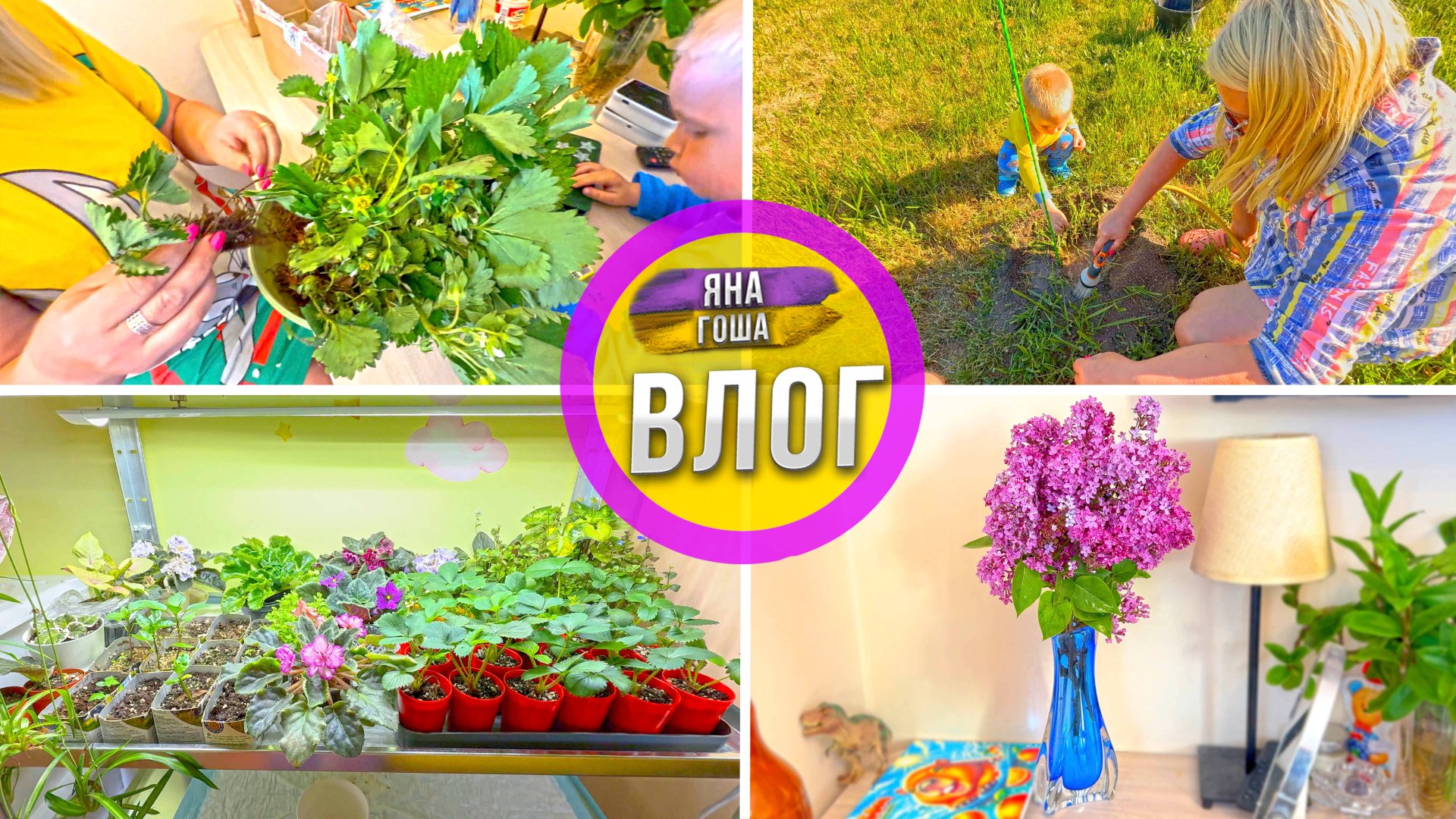 Рассаду клубники с WB пришла такой. Будем выращивать свою клубнику? Досадили орехи. Домашние цветы. смотреть онлайн