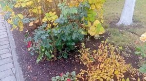 🍁Прекрасные цветы, кустарники и деревья на территории Ипатьевского монастыря в Костроме🍁
