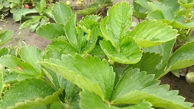 собираю урожай у дедушки на даче смотреть онлайн