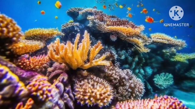 ЭТОТ УДИВИТЕЛЬНЫЙ И ФАНТАСТИЧЕСКИ КРАСИВЫЙ ПОДВОДНЫЙ МИР.