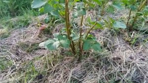 Эксперименты с картофелем в 2025 году (Мои планы в этом году, канал "Огород на болоте")