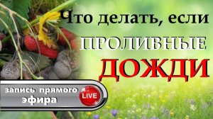 Как защитить растения от проливных дождей