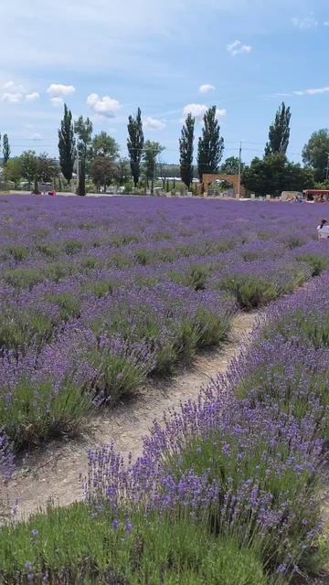 лавандовые поля Maison des plantes хутор семигорский смотреть онлайн