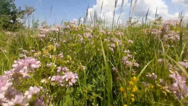 Прогулка "Полезное с приятным" смотреть онлайн