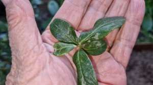 Обзор некоторых сортов голубики и их плодоношения