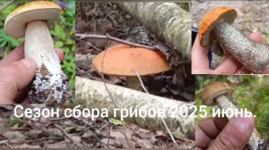 Сезон сбора грибов 2025. Июнь.