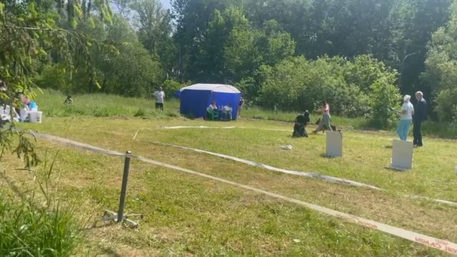 МОЛОДЫЕ СУКИ / КЧК ВЕЛИКИЙ НОВГОРОД 15 июня`25 В.Федоров Моно немецких овчарок