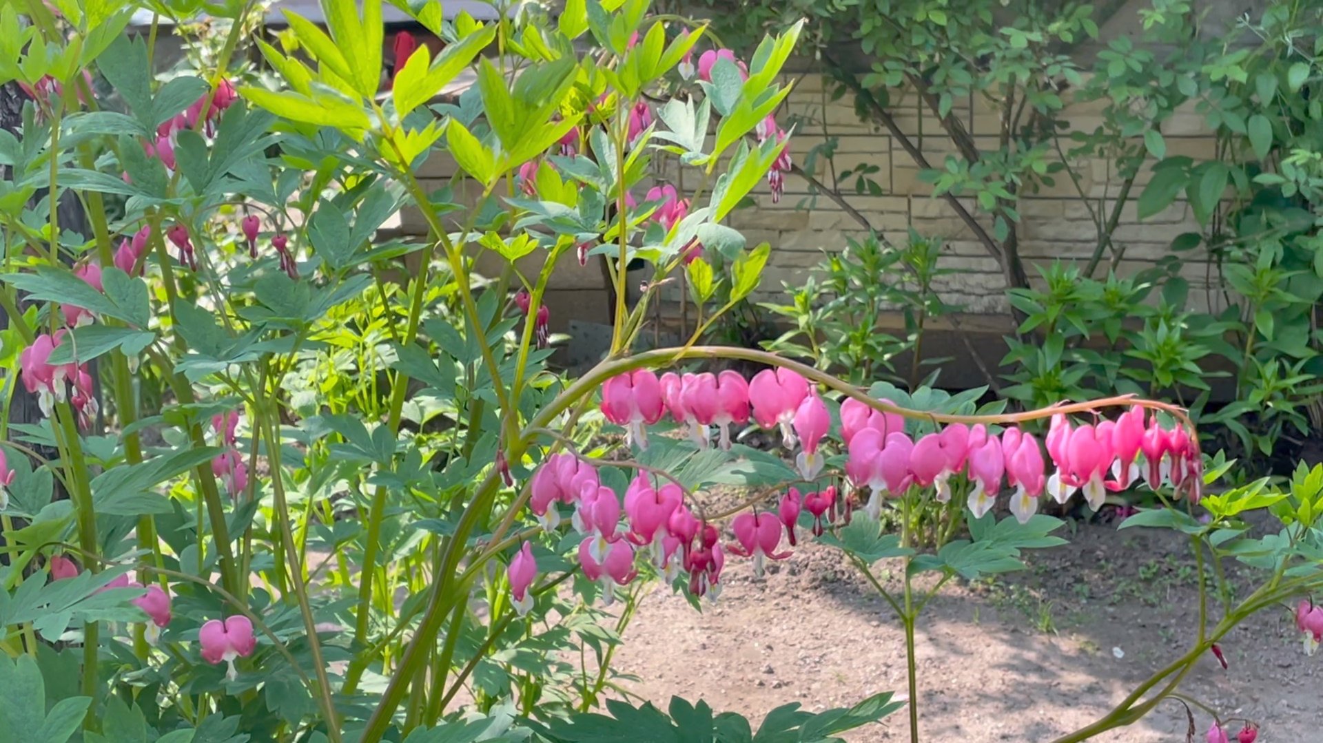 Июнь в Саду 4 июня 2025