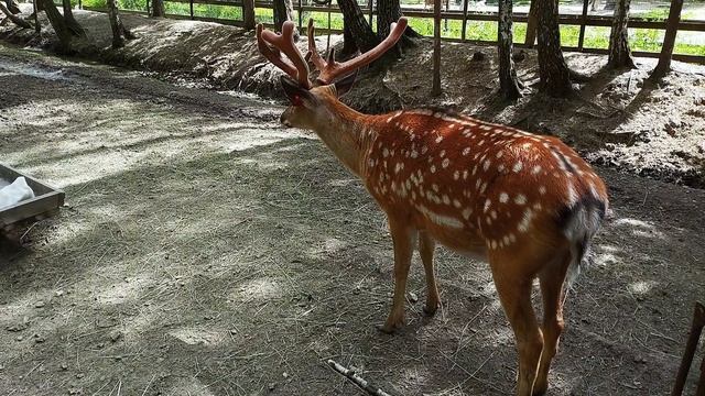 Лосиная биостанция на Лосином острове.