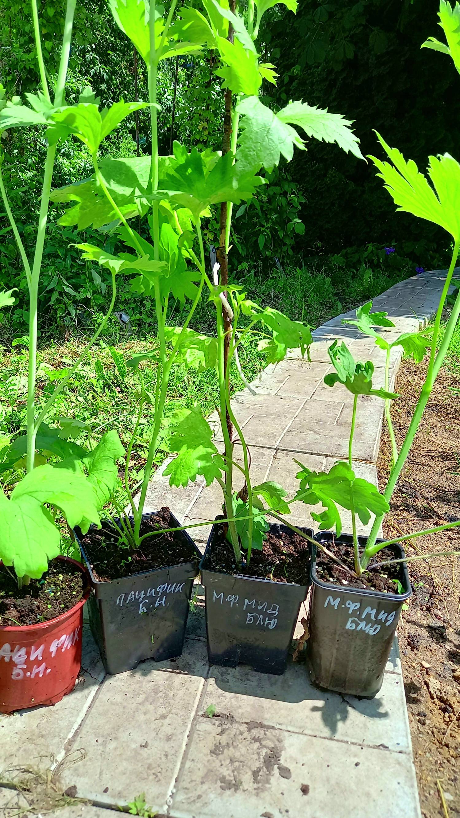 ДЕЛЬФИНИУМ МАХРОВЫЙ САЖЕНЦЫ