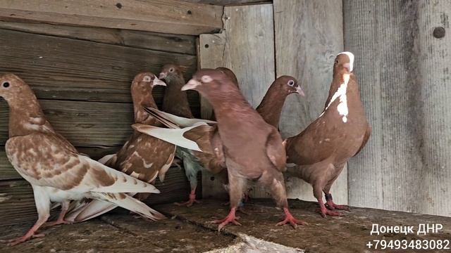 Мраморные,Красные Чили Бакинцы Донецк ДНР