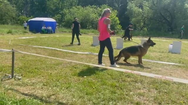 МОЛОДЫЕ СУКИ / КЧК ВЕЛИКИЙ НОВГОРОД 15 июня`25 В.Федоров Моно немецких овчарок