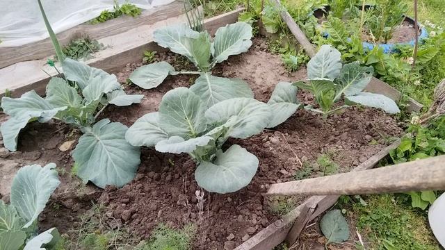 Занялась капустой, пришло время убрать нижние листья. смотреть онлайн