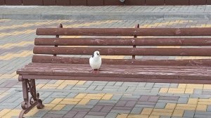 Белый, красивый Голубь 29-06-2025