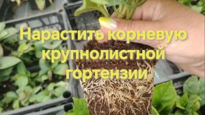 Помогаю нарастить черенкам гортензии корневую  систему.
