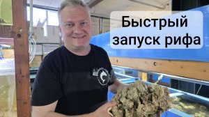 Быстрый запуск рифа за один день