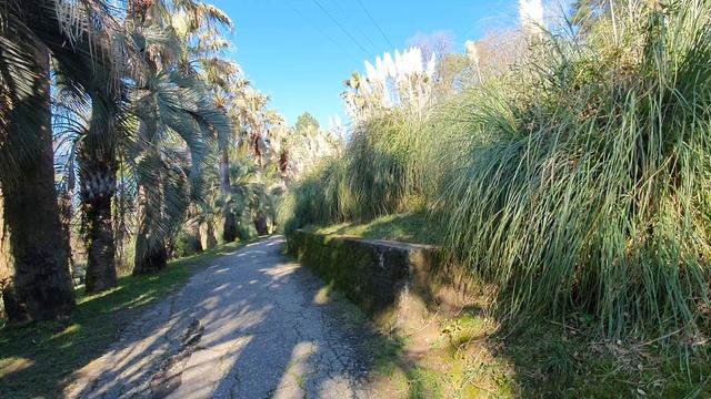 В Сочинском дендрарии (парке на территории Сочинского национального парка) есть пальмовая роща. смотреть онлайн
