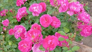 РОЗА ВЕКОВАЯ канадской селекции