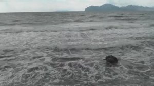 Крым.  Орджоникидзе - чарующий  курортный  посёлок  Восточного  Крыма.