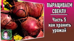 Выращивание свеклы Часть 5. Как хранить свеклу зимой