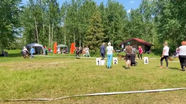 ВЕТЕРАНЫ / КЧК ВЕЛИКИЙ НОВГОРОД 15 июня`25 В.Федоров Моно немецких овчарок