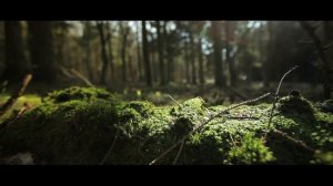 Дело Морин Брубейкер