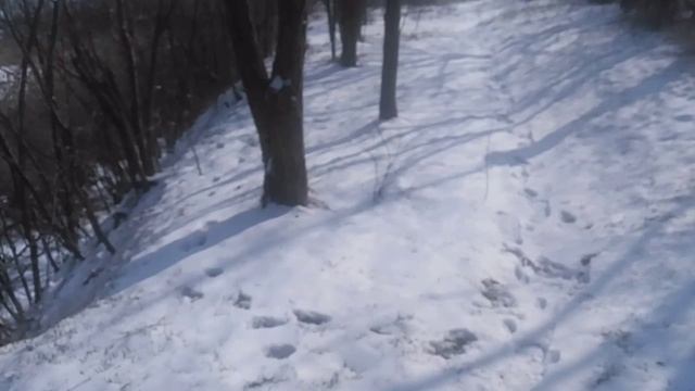 Пёс 1 серия 1сезон Зимняя охота . мп