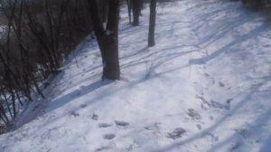 Пёс 1 серия 1сезон Зимняя охота . мп