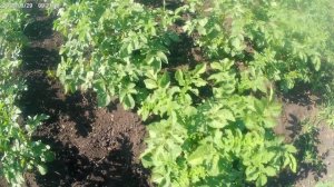 Картошку любят все.Борьба с колорадским жуком.