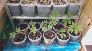 ЖЕНЬШЕНЬ РЕВИЗИЯ КОРНЕЙ