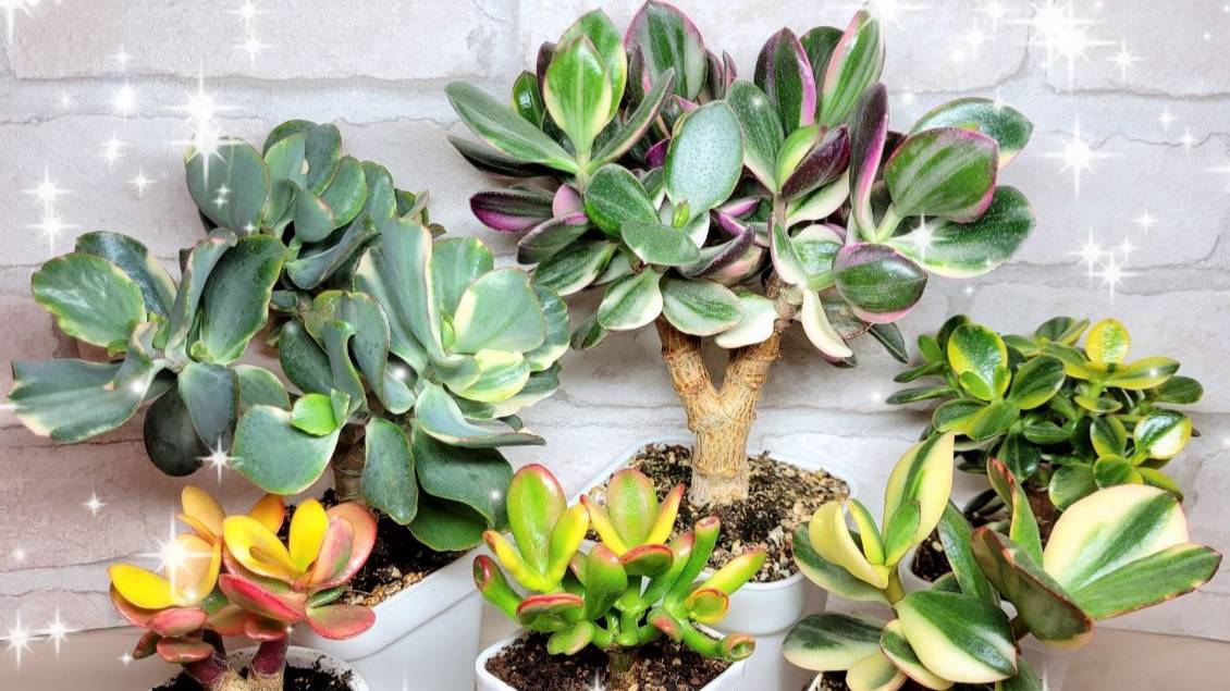 Обзор коллекции крассул смотреть онлайн