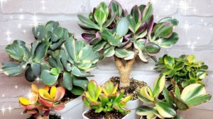 Обзор коллекции крассул
