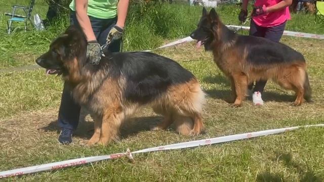 РАБОЧИЙ КОБЕЛИ ДШ / КЧК ВЕЛИКИЙ НОВГОРОД 15 июня`25 В.Федоров Моно немецких овчарок