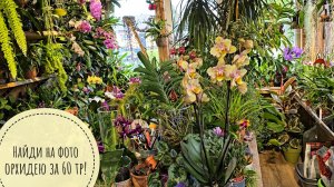 Как я продалась за орхидею в 60 тыщ рублей от Зебо. Красивая, редкая, моя!