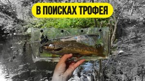 #рыбалка #спиннинг #форель | Заросший ручей с трофейной форелью |