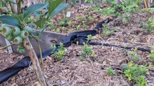 Обзор голубики и урожая