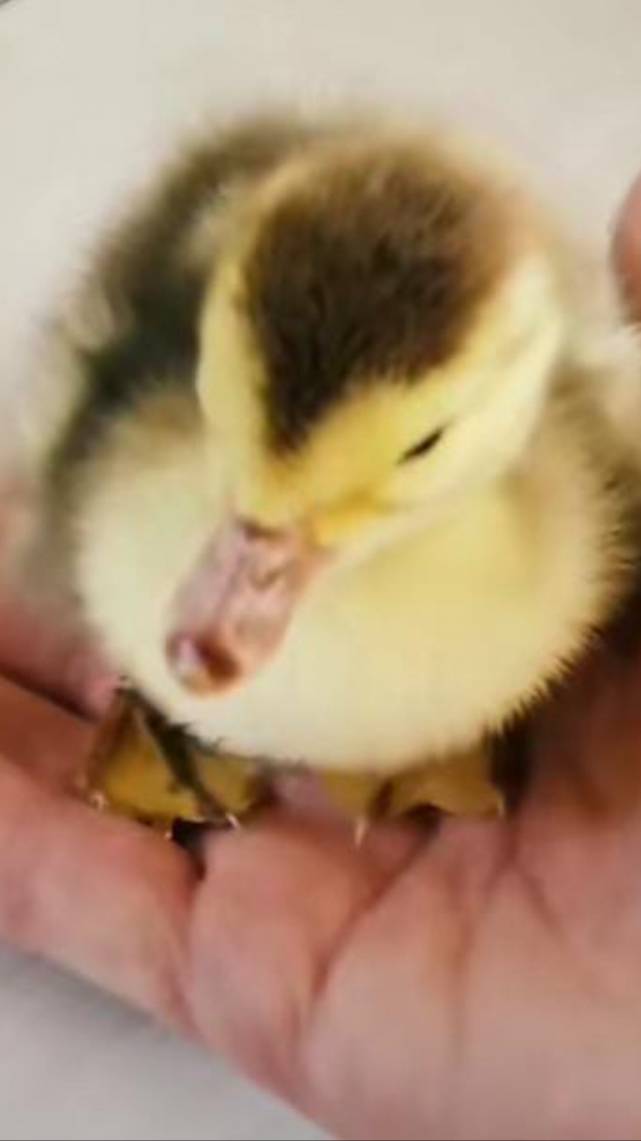Пополнение в хозяйстве.🦆 смотреть онлайн