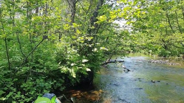 прогулка 20250628_1.mp4