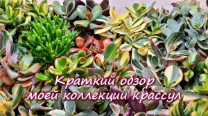 Краткий обзор моей коллекции крассул