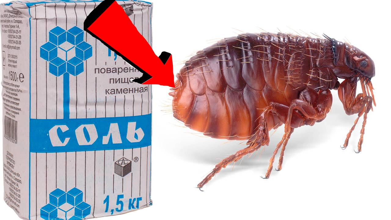 Как избавиться от блох в доме За 3 минуты! смотреть онлайн