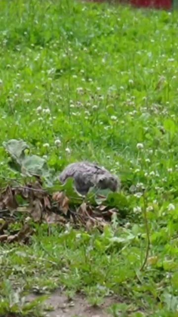 Фотопленка